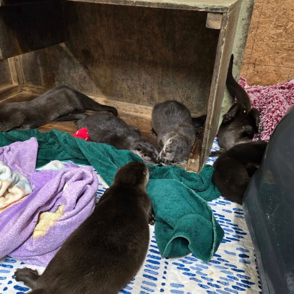 otters are lying down