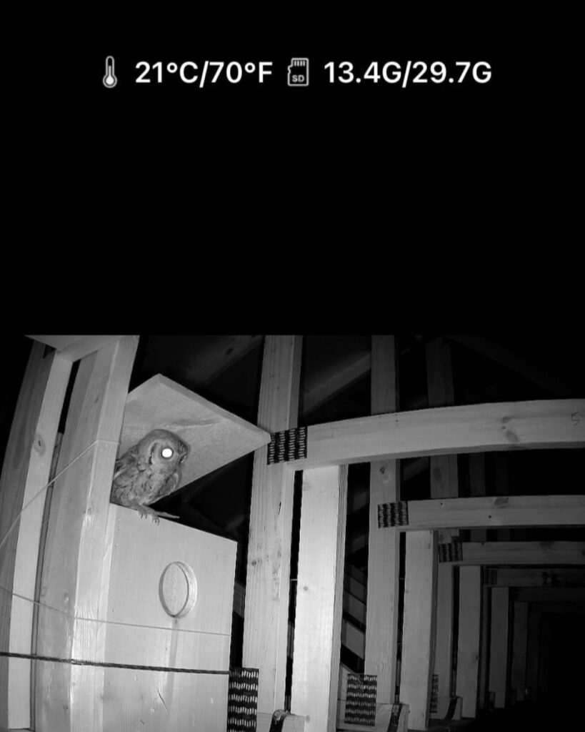 owl caught on camera