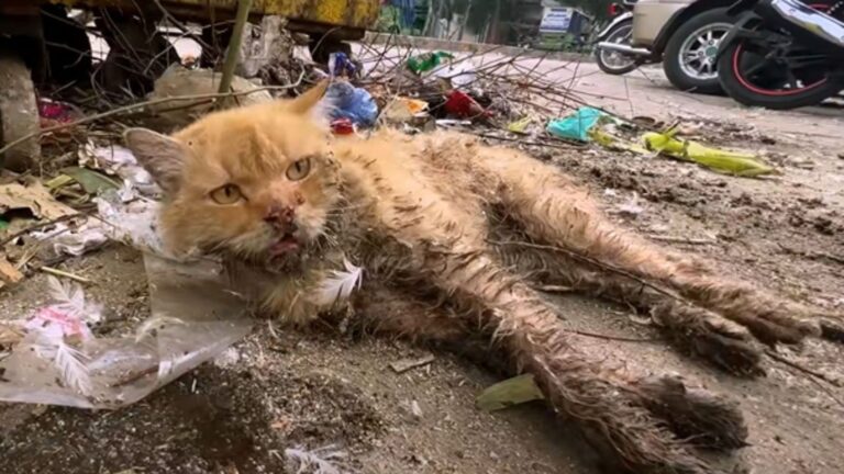 Motionless Cat Lying On Ohio Roadside Faces His Last Moments While Passersby Remain Silent
