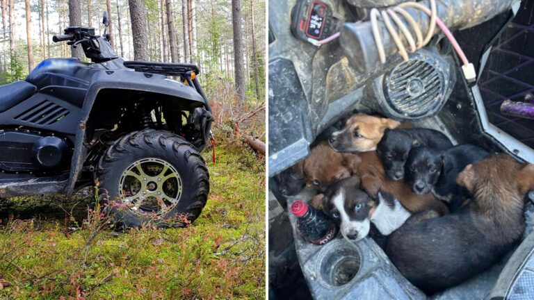 ATV Riders Caught Off Guard As Little Furry Pack Starts Chasing Them For Help In Kentucky