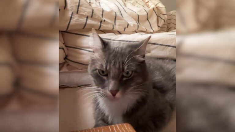 Washington Cat Throws The Funniest Fit Ever After Being Locked Out Of Bedroom