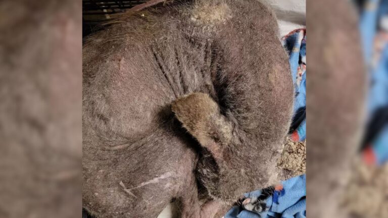 Pennsylvania Woman Saves An Unfamiliar Creature, Then DNA Results Reveal A Shocking Truth