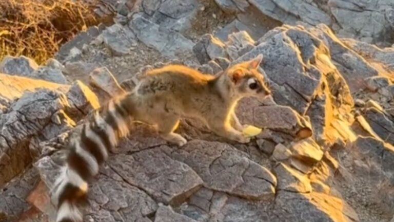 Woman Hiking An Arizona Mountain Makes A Once-In-A-Lifetime Discovery On The Trail
