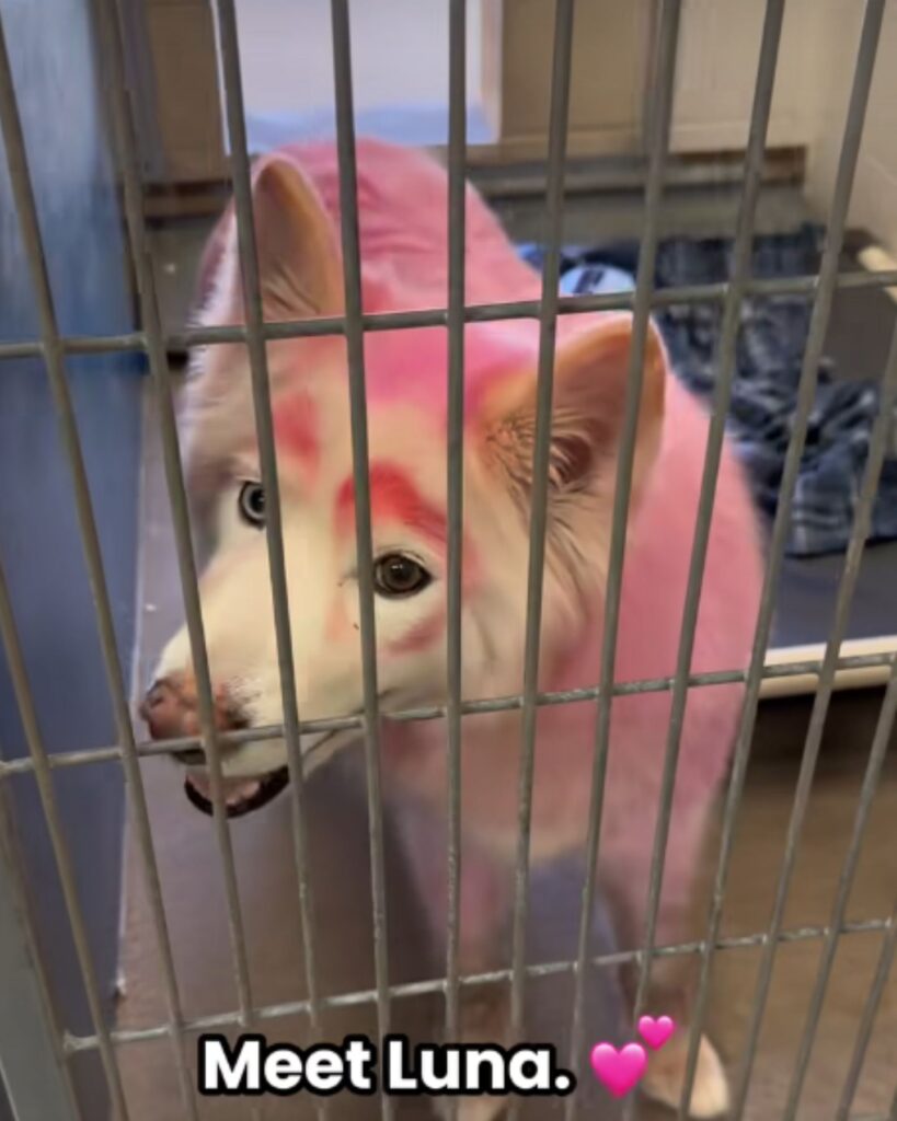 pink and white dog in a cage