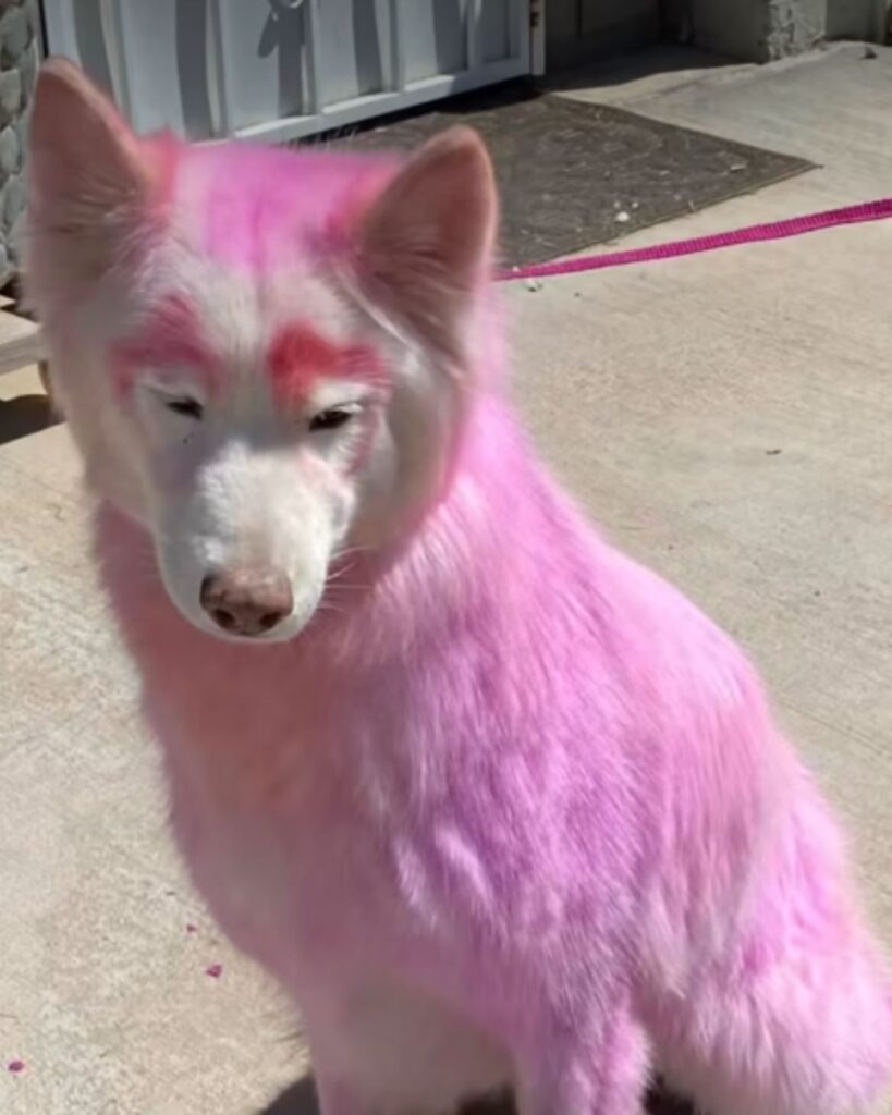 pink and white dog with head down