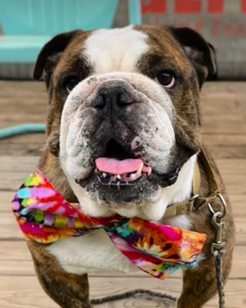 pit bull with a bow around his neck