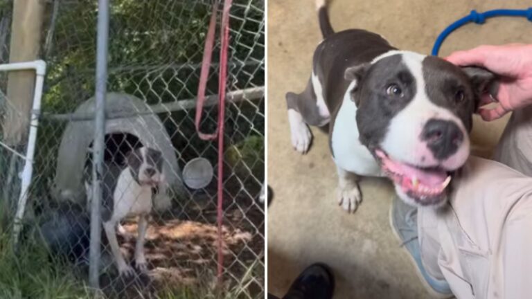 Georgia Pittie Finally Escapes Life In A Cage, Yet The Scars Of Neglect Remain