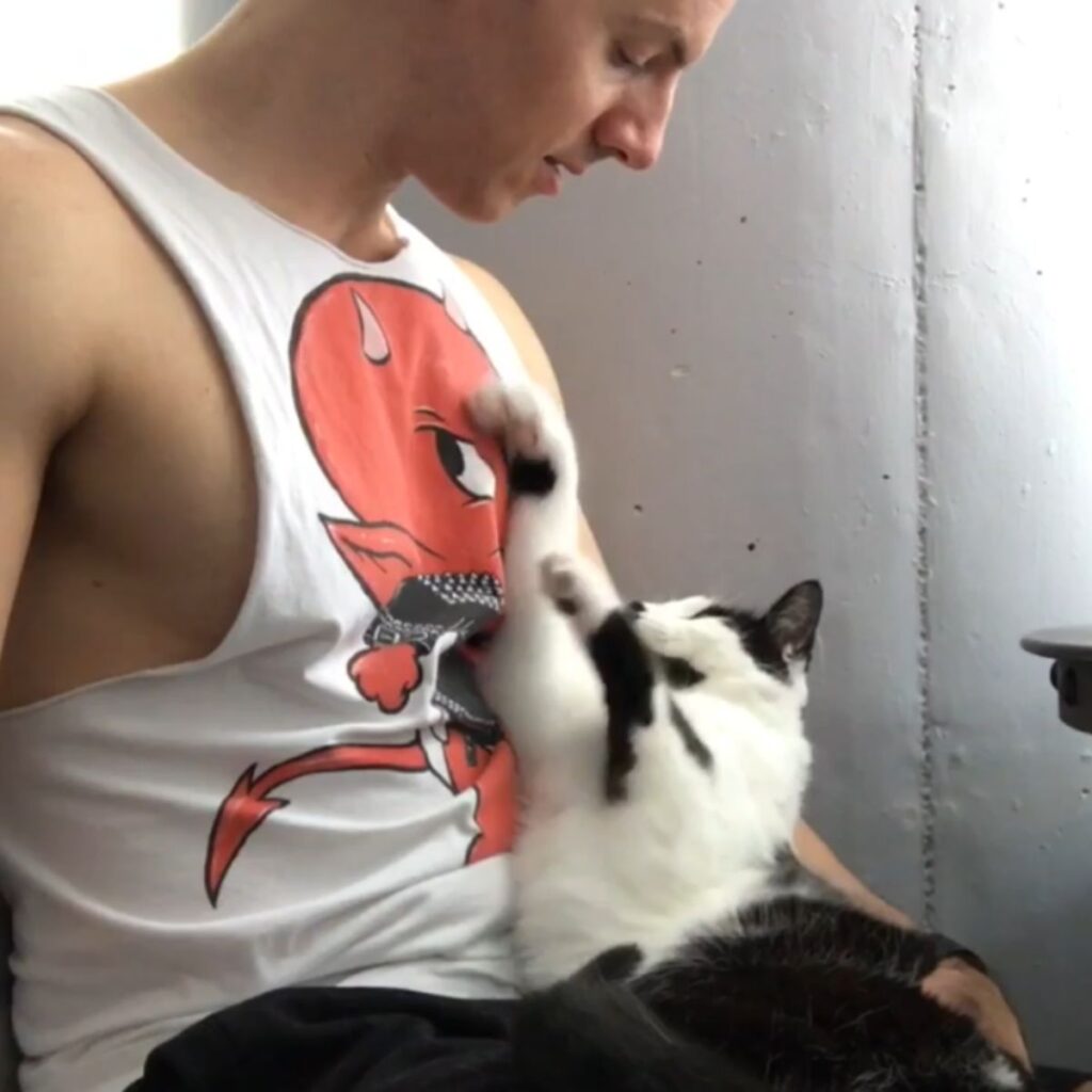 playful cat on a man's lap
