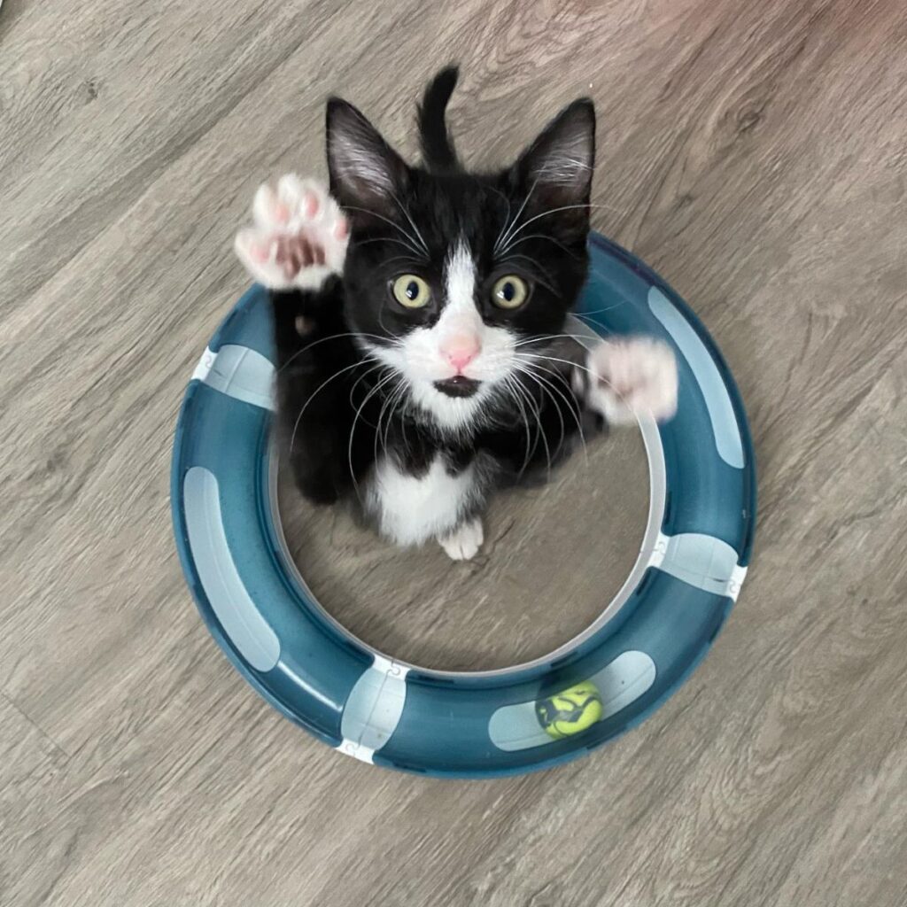 playful kitten in a circle