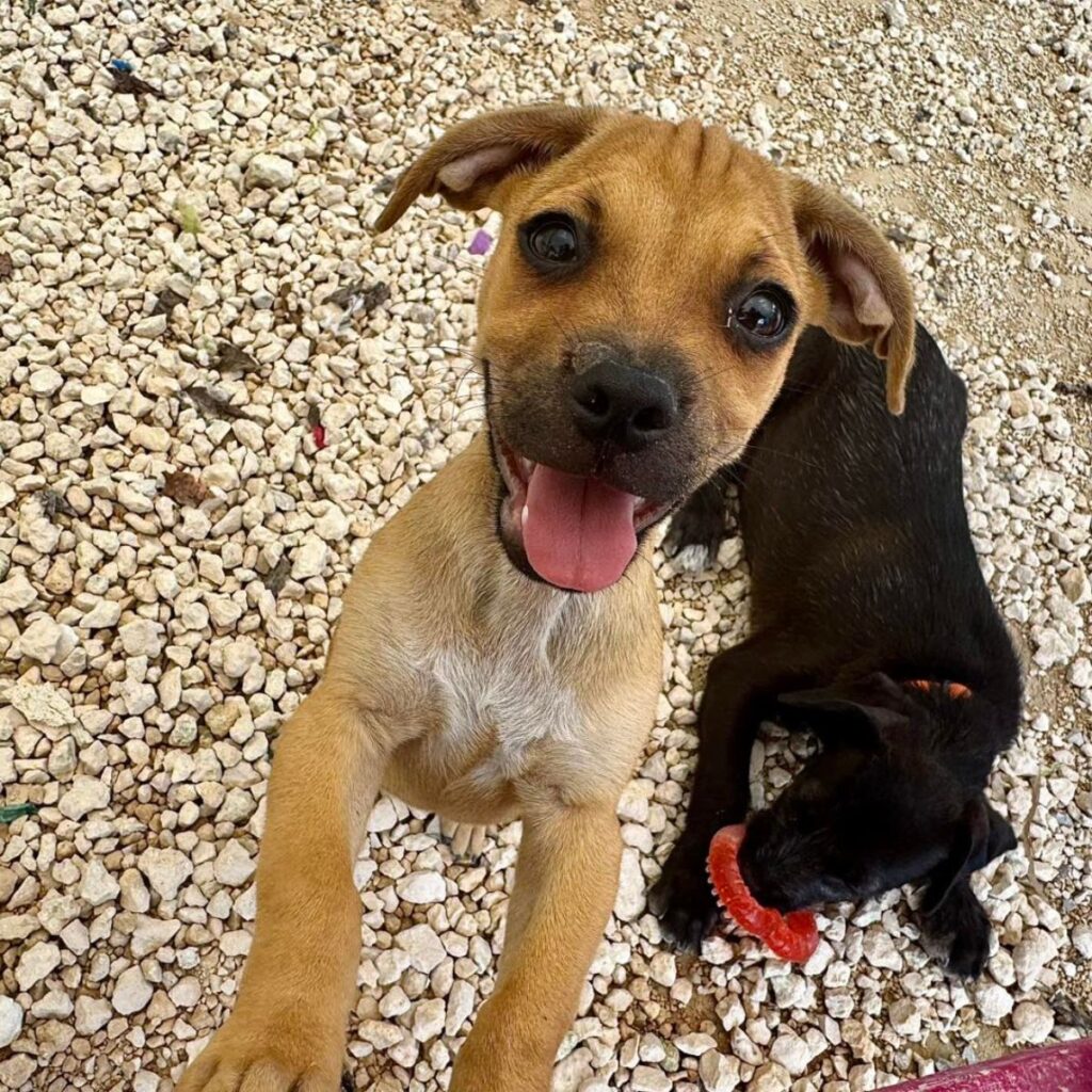 playful puppy on its hind legs