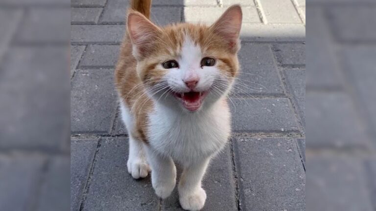 Colorado Woman Tries To Find Stray Kitten A Home But He Surprises Her By Picking One On His Own