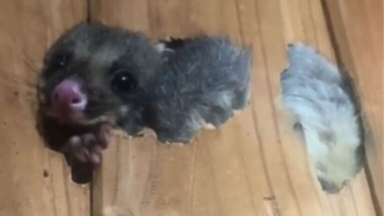 Texas Homeowner Lifts A Picture Frame Hanging On The Wall And Finds A Tiny Face Peeking Back