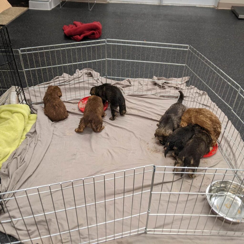 puppies eat in a cage