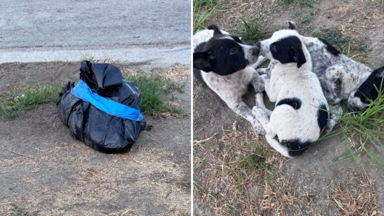Puppies Found Crying Next To Their Lifeless Mom In A Trash Bag, Hoping She’d Wake Up