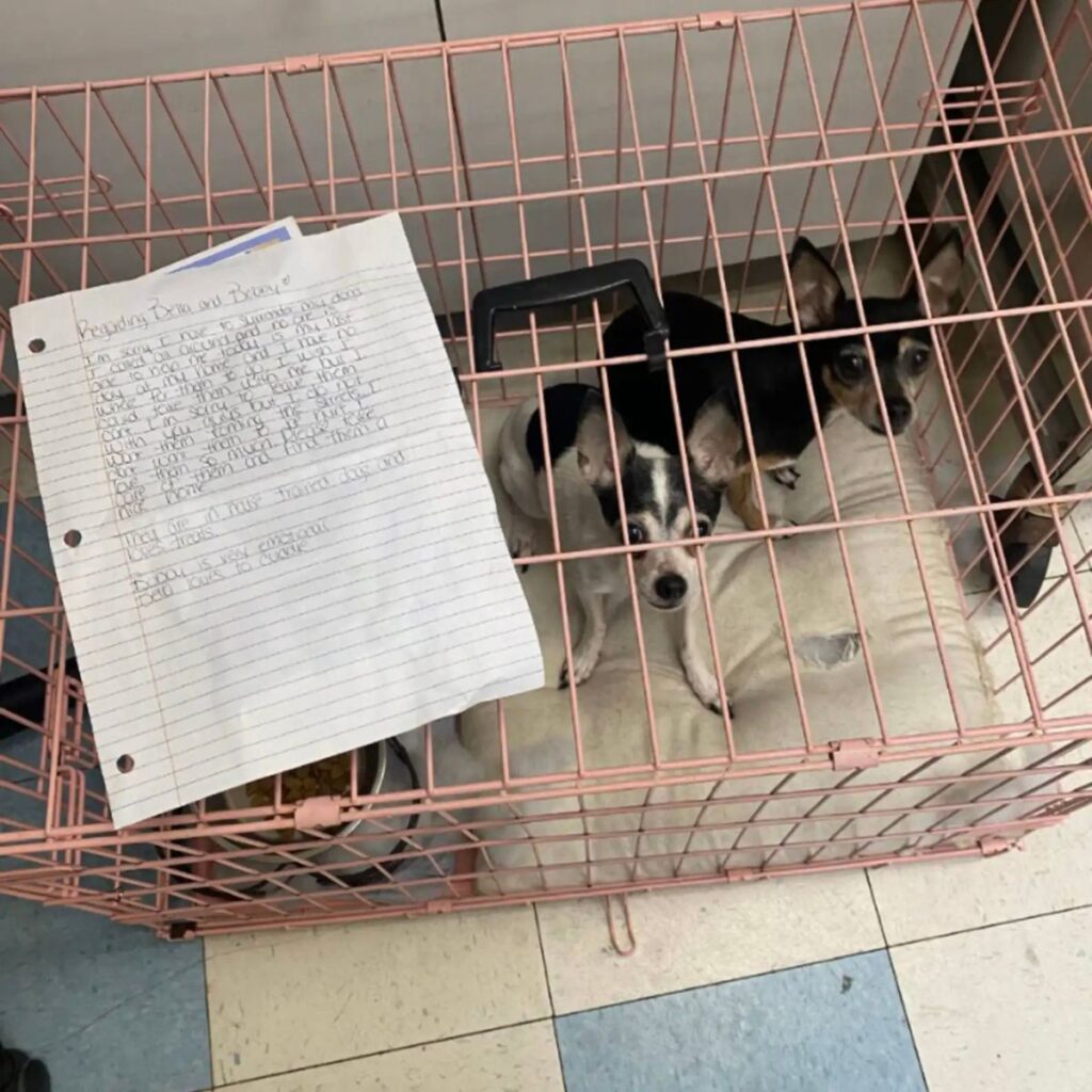 puppies left in a cage with a message