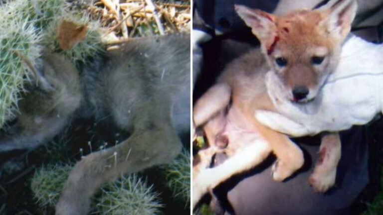 Arizona Woman Leans Into A Flower Pot To Help A Struggling Puppy And Gets A Shocking Surprise