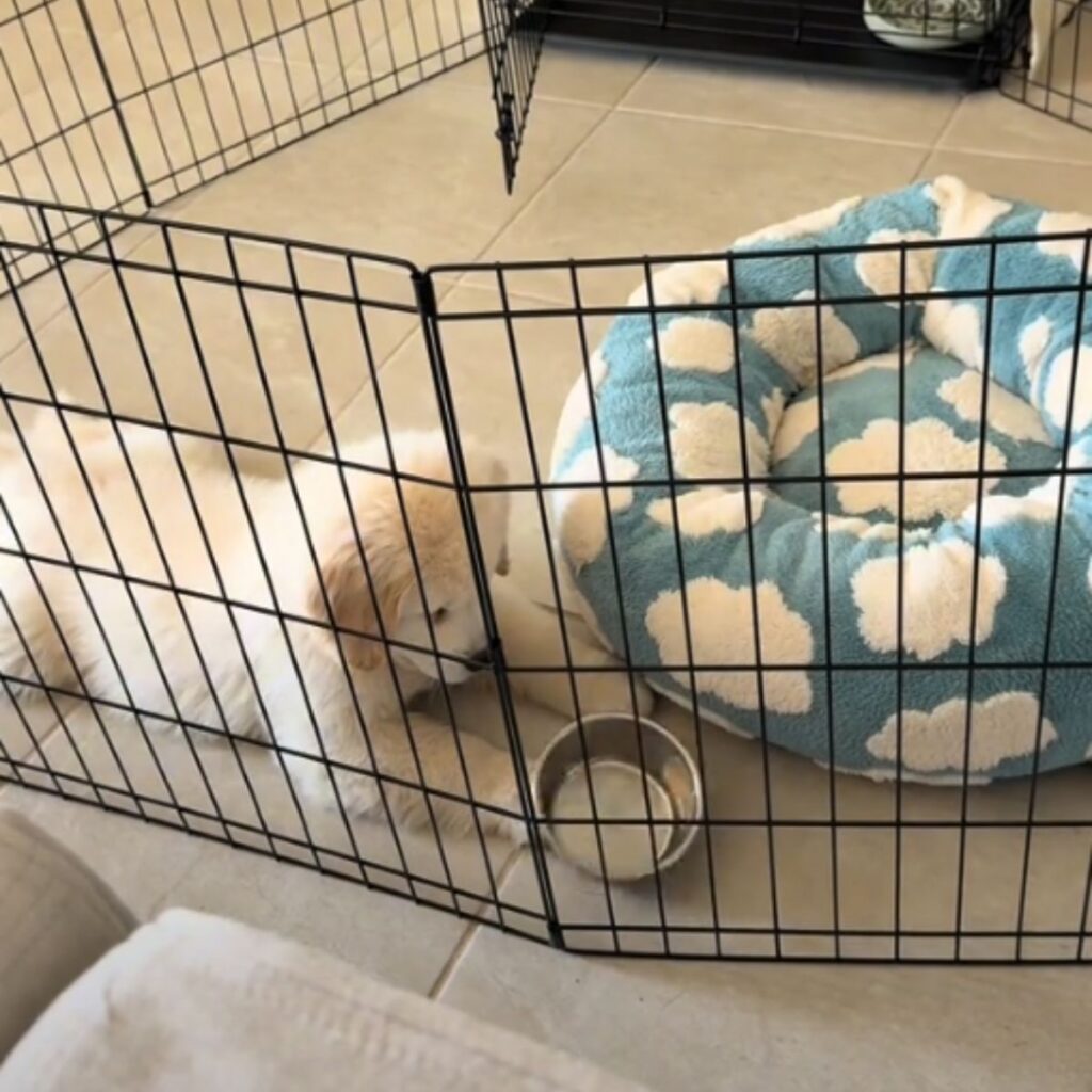 puppy in a fenced area