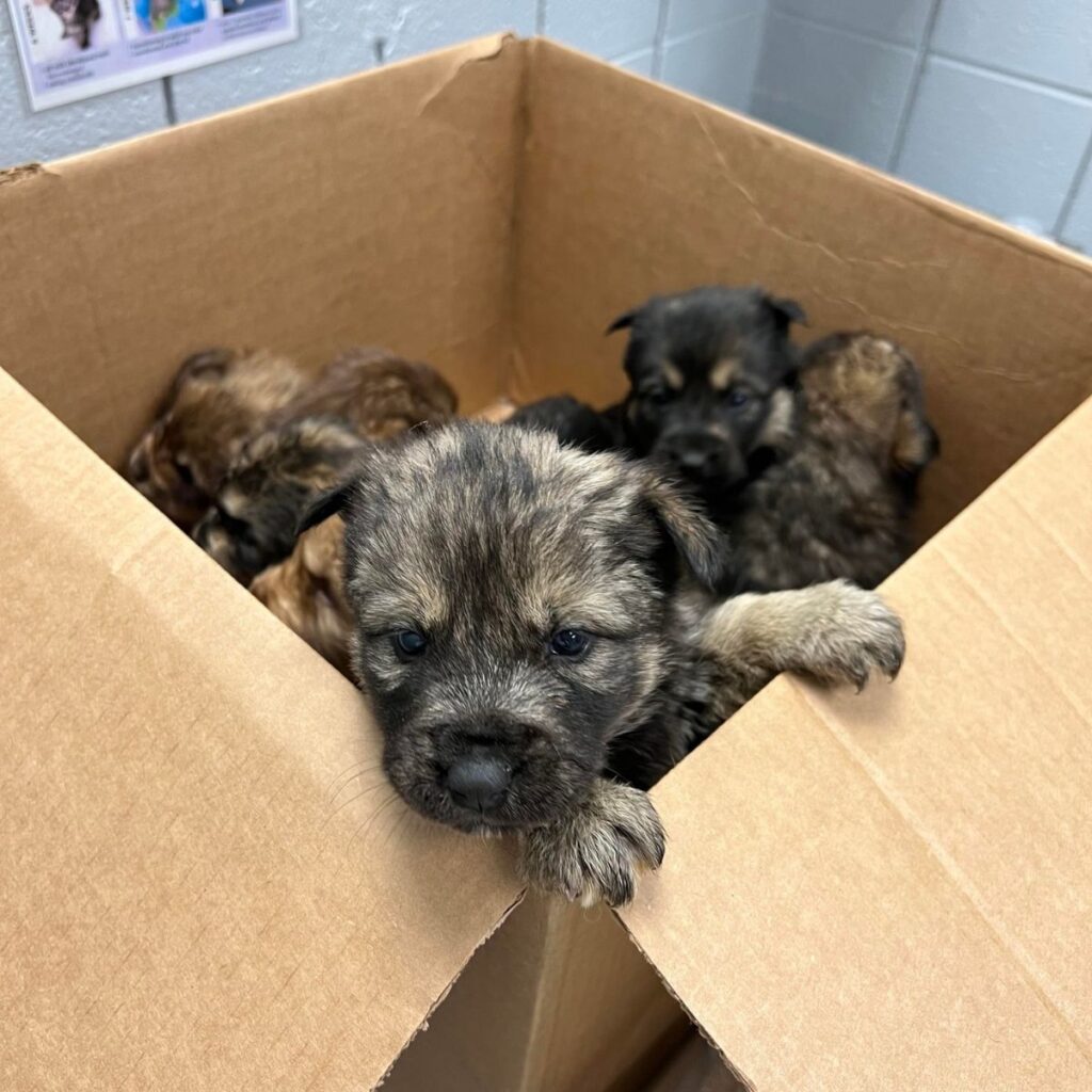 puppy peeking out of a cardboard box