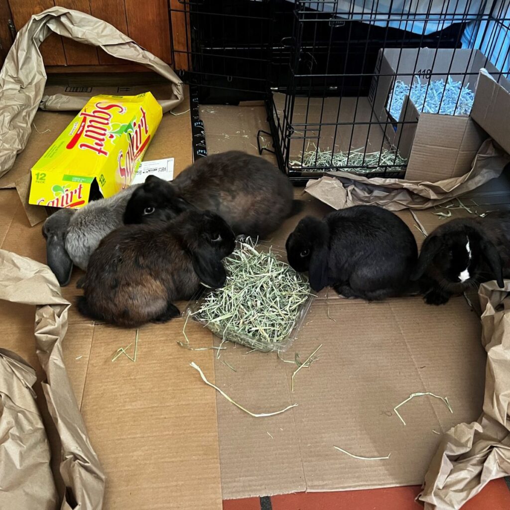 rabbits on a cardboard box
