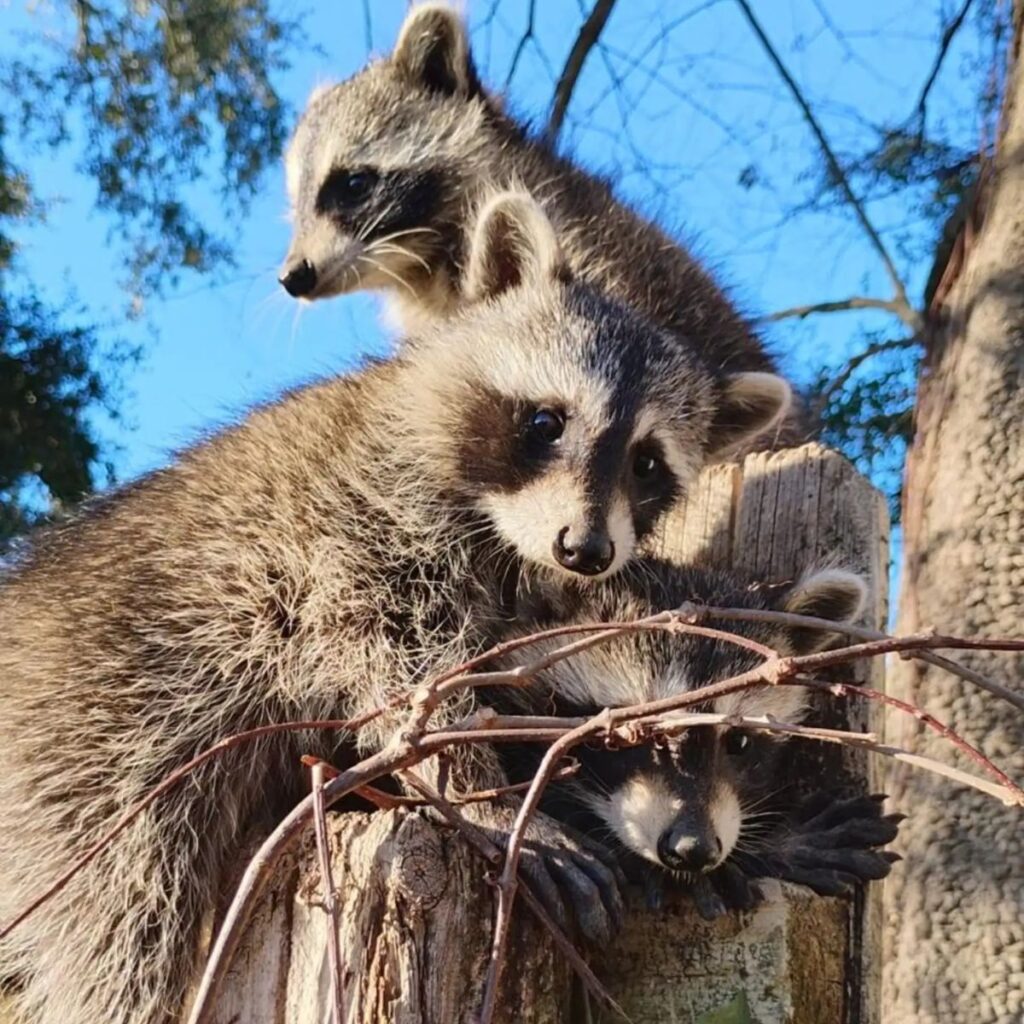 raccoons in a tree
