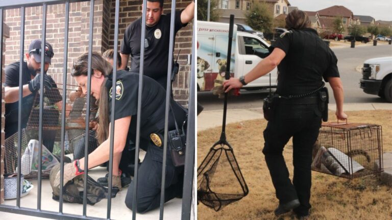 Texas Man Steps Onto His Porch And Ends Up Face-To-Face With Ultra Rare Exotic Creature