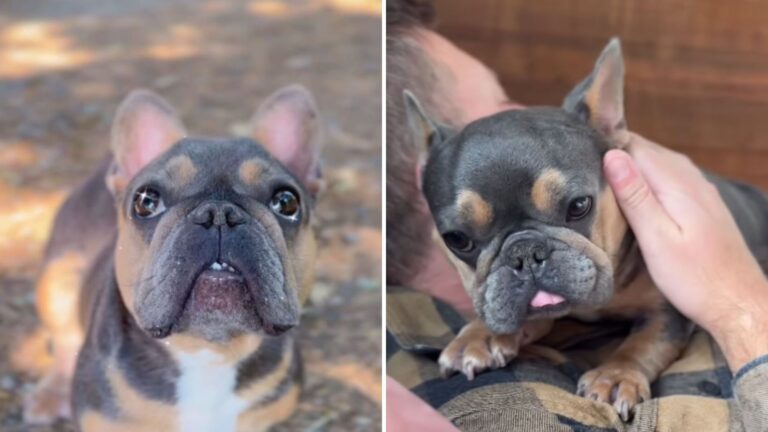 Watch As Oregon Rescue Dog Once Used For Breeding Turns Into The Ultimate Daddy’s Girl