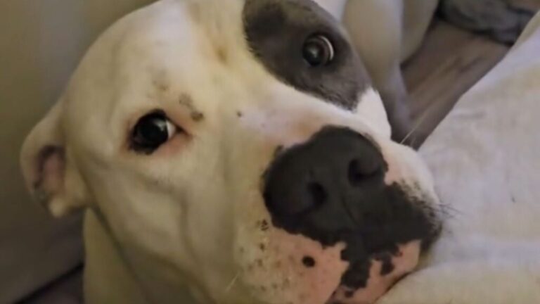 Indiana Woman Sets Up Camera To Check On Her Dog And The Internet Can’t Stop Laughing