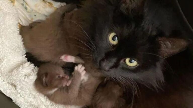 California Team Rescues A Stray Mama Cat But One Look At Her Litter Leaves Them Speechless