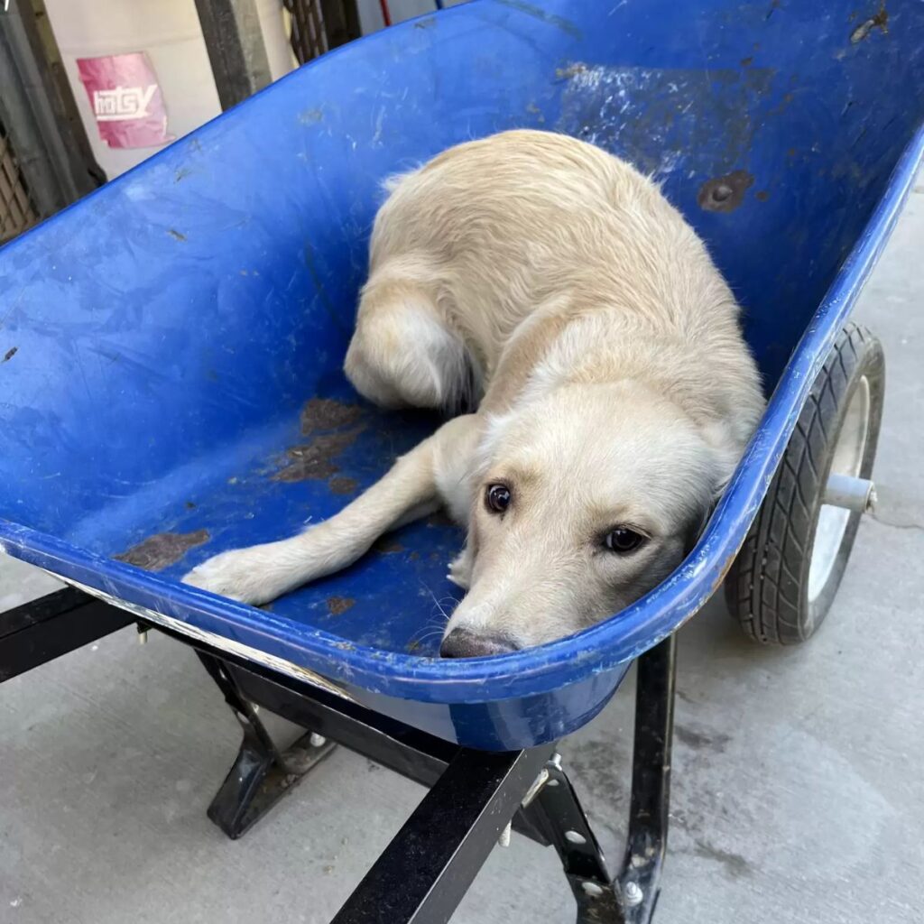 sad white dog in a wheelchair
