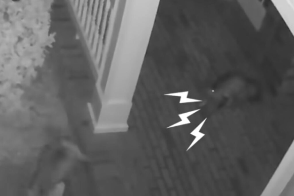 screams in the hallway of the house