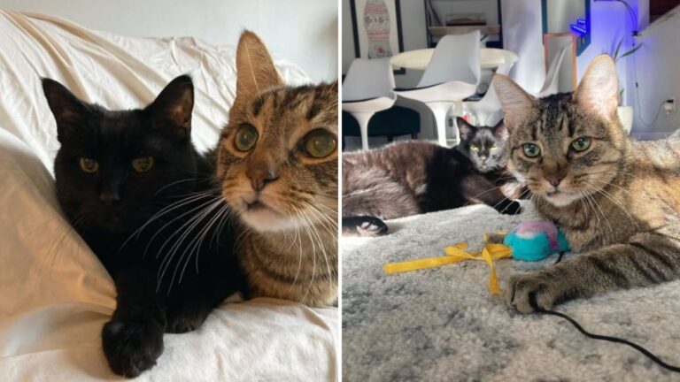 Senior Cat Brothers Abandoned At Nashville Shelter Break Hearts As They Hold Onto Each Other
