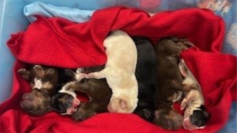 Freezing Puppies Get Critical Care After Being Stuffed Into A Plastic Bin In Arizona