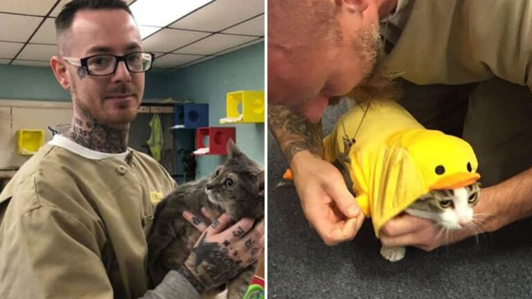 Indiana Prison Welcomes Shelter Cats Who Provide Solace And Companionship To Inmates