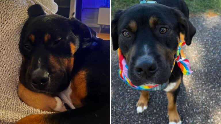 Virginia Woman Takes Shelter Dog Home For A Sleepover And Then Something Amazing Happens