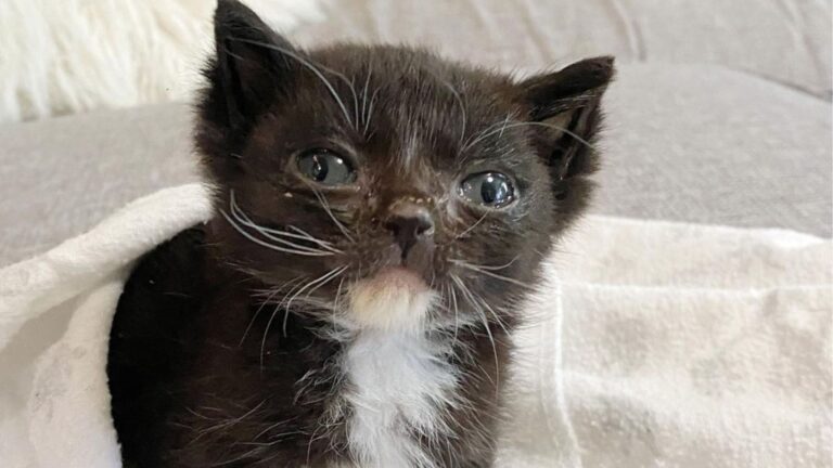 Sick Kitten Found Shivering On LA Sidewalk Gets His First Taste Of Safety And Love