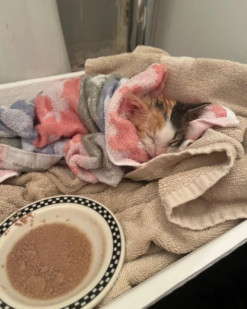 sick kitten sleeps wrapped in a towel