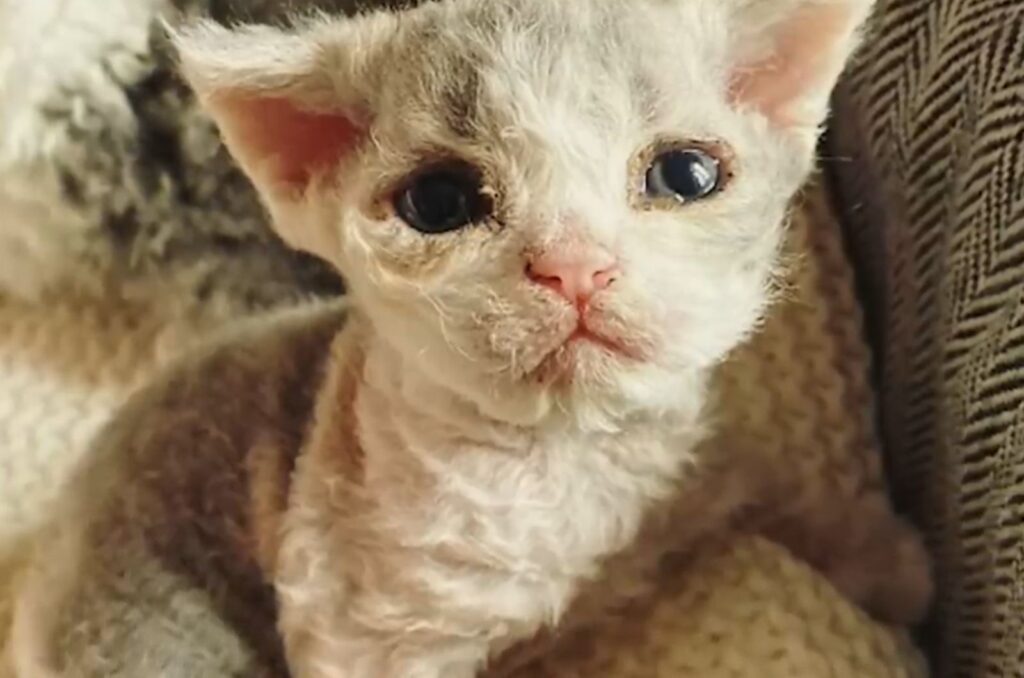 sick kitten with black eyes