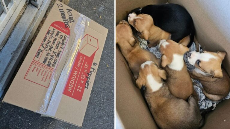 New Staff Member At Arkansas Shelter Gasps When She Checks Mysterious Box Left At The Door