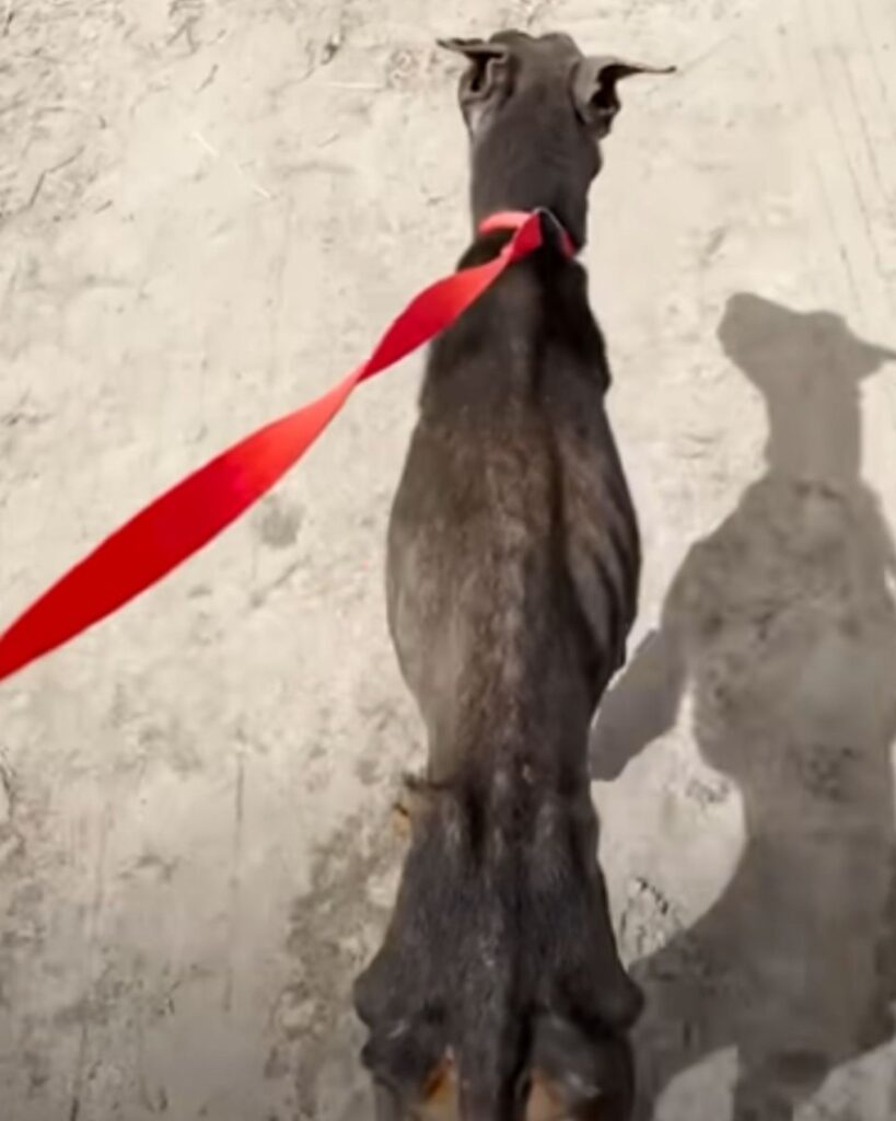 skinny dog ​​on a leash