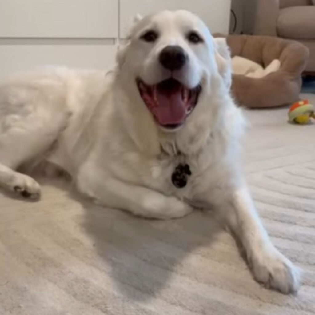 smiling white dog lying on the floor