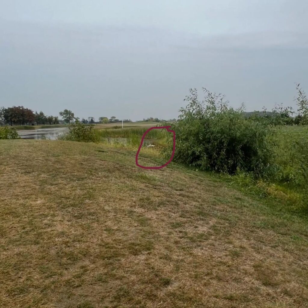 something spotted by the lake