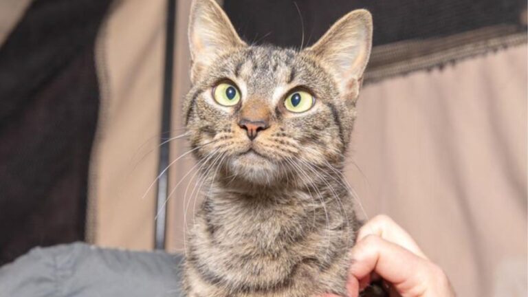 Stray Cat Braving Cold Brooklyn Streets Gives Her Rescuers A Perfect Christmas Miracle