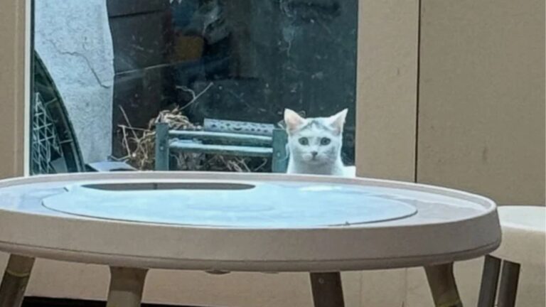 Stray Cat Keeps Visiting Family’s Patio In New York Until They Finally Understand Why