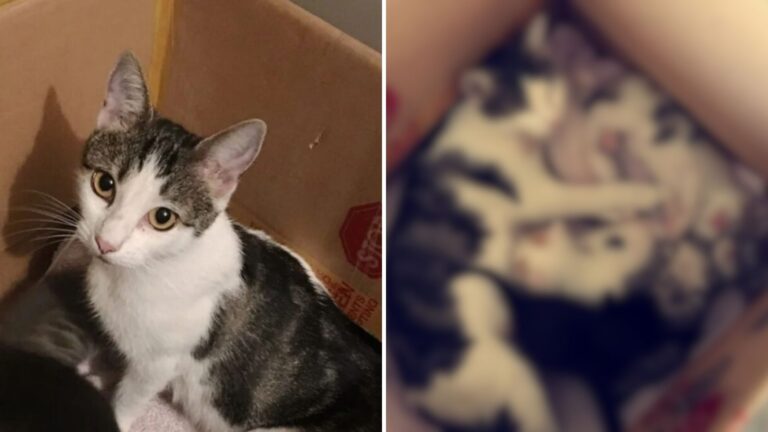 LA Man Shocked To See What A Stray Cat Brings Into His Home Through Doggy Door