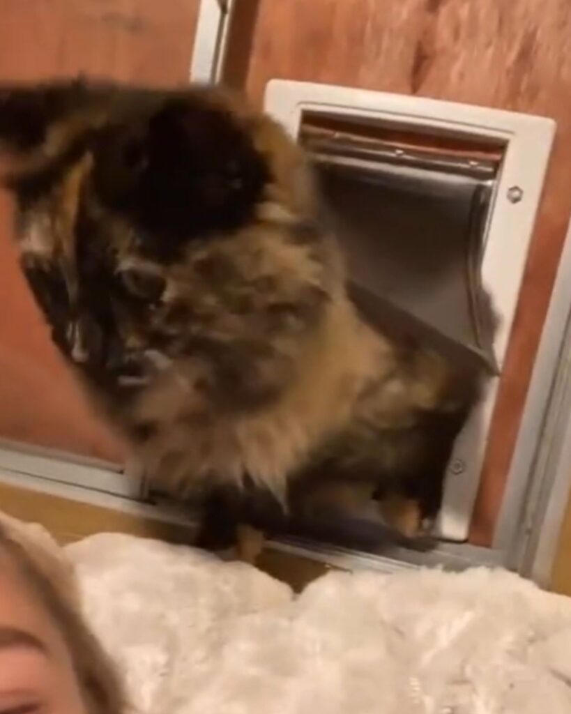 the cat comes in through the window