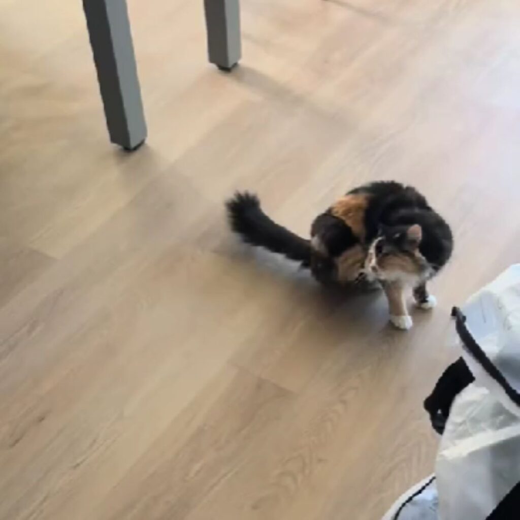 the cat is licking itself