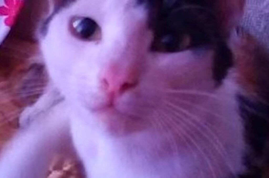 the cat is looking at the camera