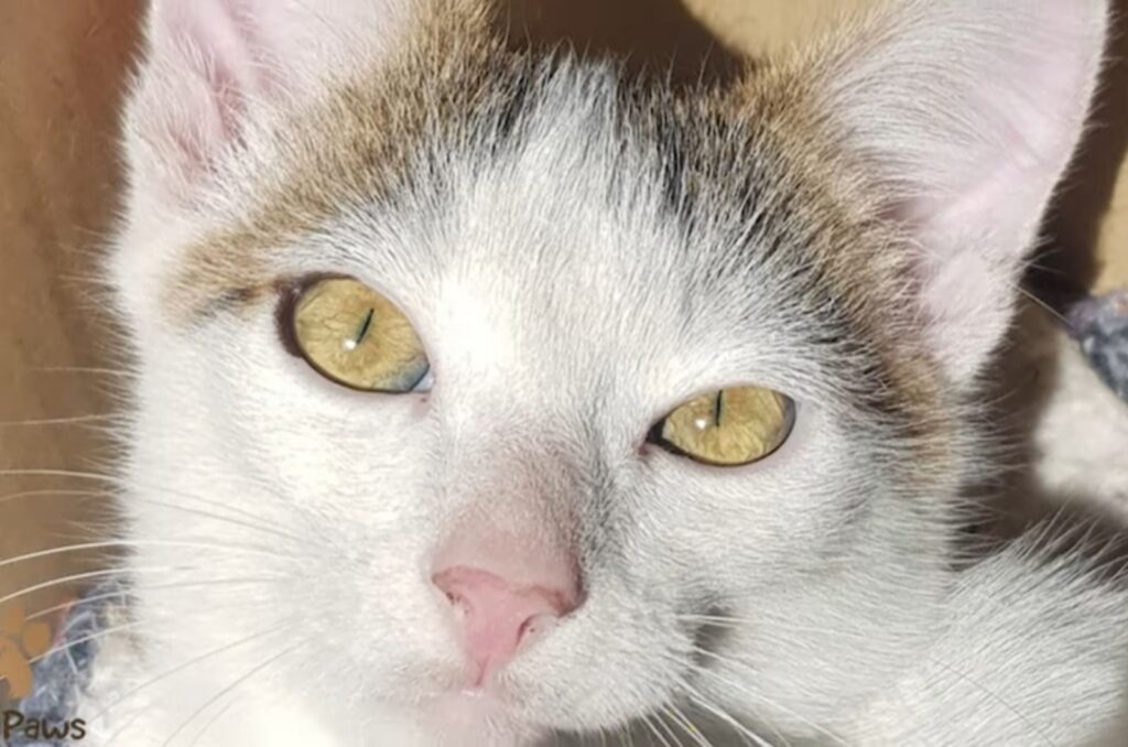 the cat is looking at the camera