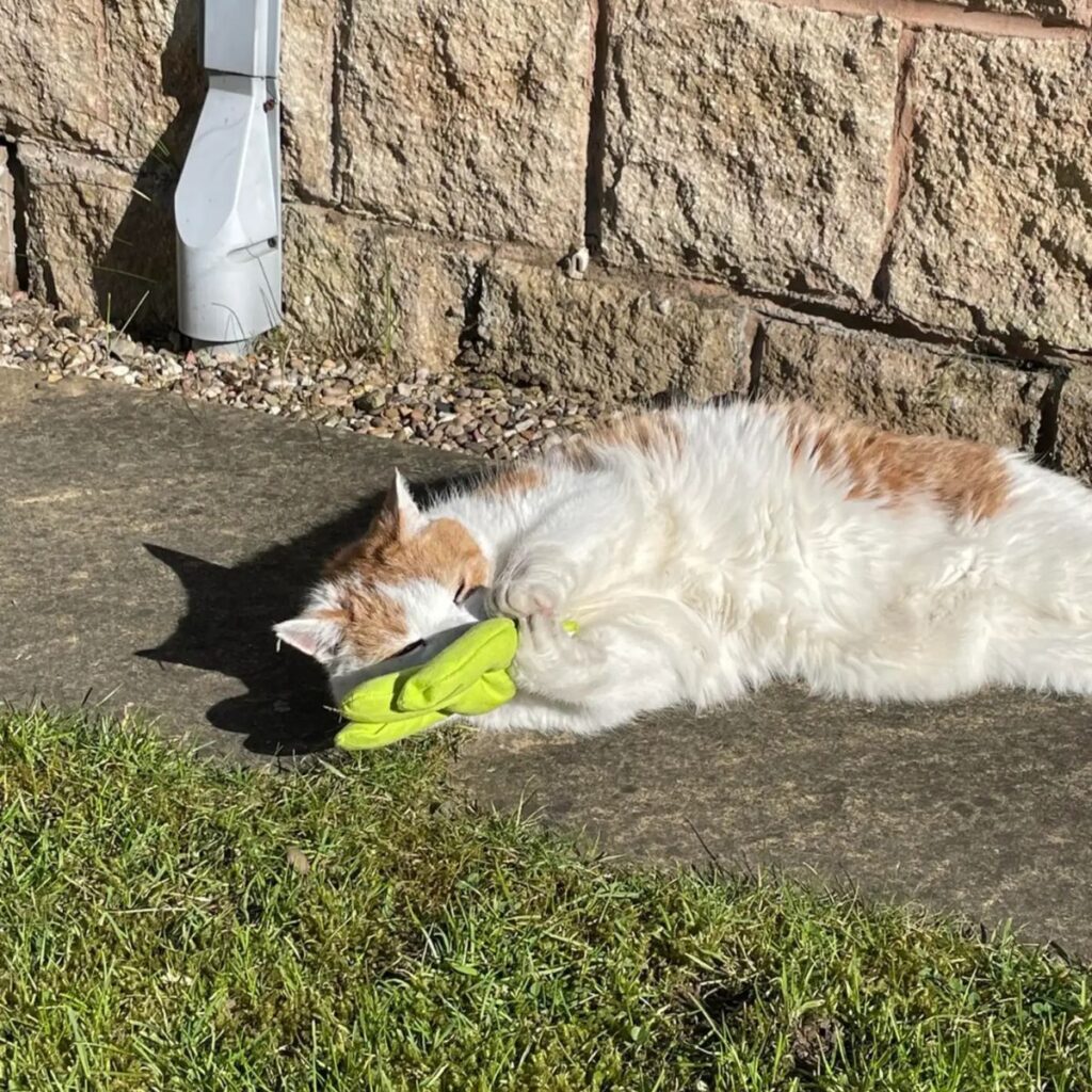 the cat is lying down and playing with a stuffed toy