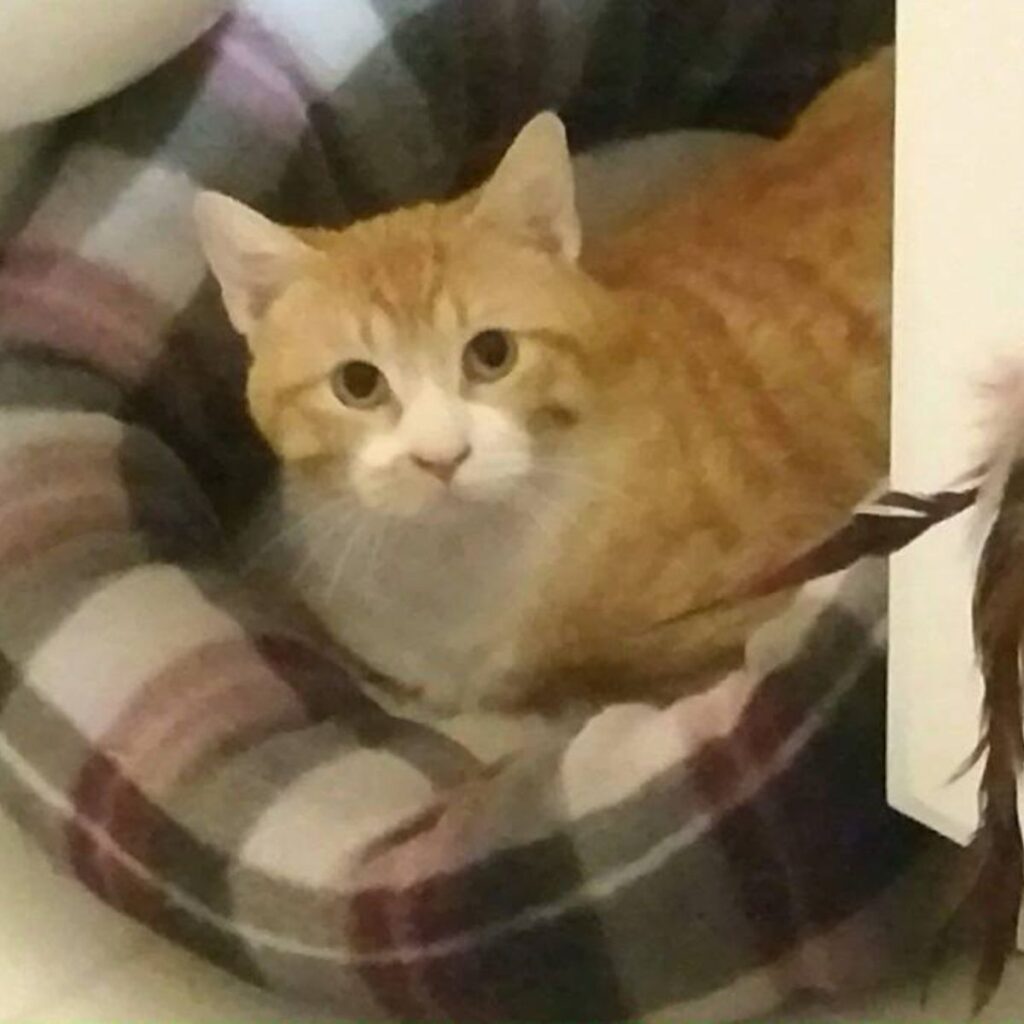 the cat is lying on a colorful pillow